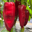 Conical Red Sweet Pepper Seeds, 0.5g