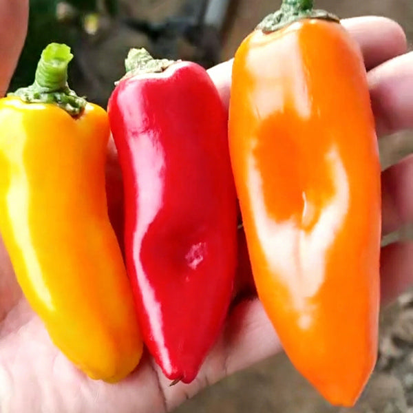Mixed Color Fruit Pepper, 80 Seeds