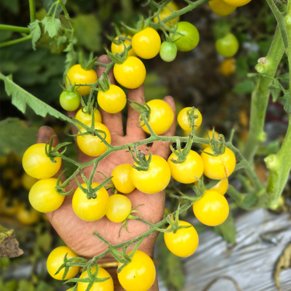 737 Lollipop Cherry Tomato, 5 Seeds