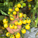 737 Lollipop Cherry Tomato, 5 Seeds