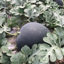 'Black Landmine' Watermelon Seeds