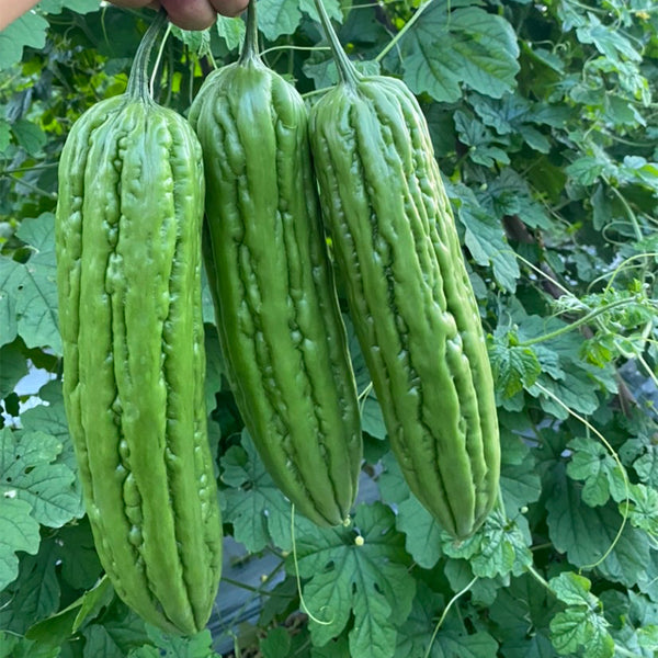 'Xinjinxiu No.12' Bitter Melon, 50 Seeds