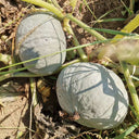 Silver Chestnut Pumpkin Seeds, 10 Seeds