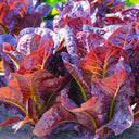 'Jing Zique' Lettuce Seeds, 5g