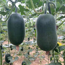 'Xiaoyou' Small Wax Gourd Seeds, 100 Seeds