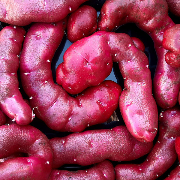 True Potato Seeds (TPS), Portly Fingerling, 4 Seeds
