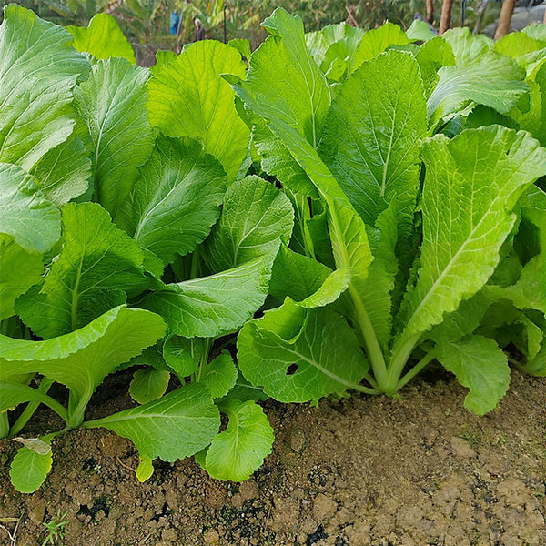 'Huaqing No.1' Sweet Leaf Lettuce Seeds, 20g