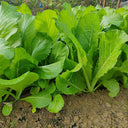 'Huaqing No.1' Sweet Leaf Lettuce Seeds, 20g