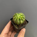 'World Map' Variegated Cactus, 3-4cm