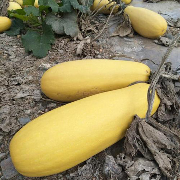 Seed-used Zucchini, 15 Seeds