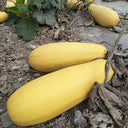 Seed-used Zucchini, 15 Seeds