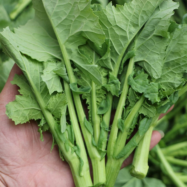 Lvyou No.12 Youcaitai Seeds, 10g