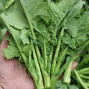 Lvyou No.12 Youcaitai Seeds, 10g