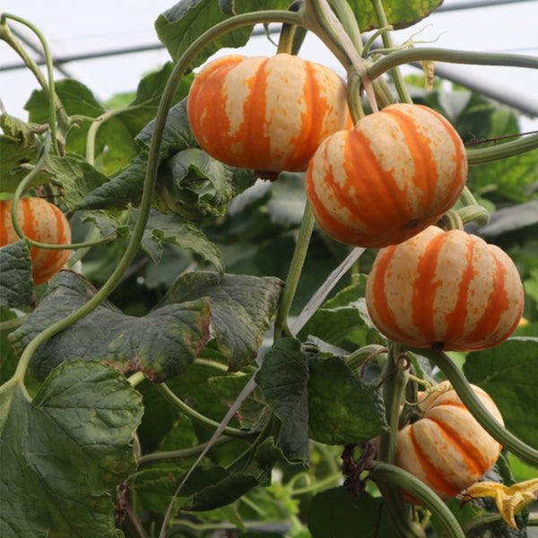 Orange Beibei Pumpkin Seeds, 50 Seeds