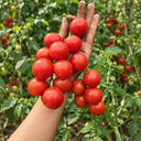 338 Minusinsk Red Cherry Tomato, 5 Seeds