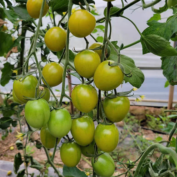Dream Green Sweet No.2 Cherry Tomato, 5 Seeds