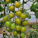 Dream Green Sweet No.2 Cherry Tomato, 5 Seeds