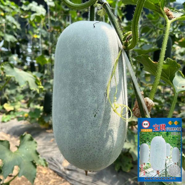 Baoqi Taro-Scented Winter Melon, 50 Seeds