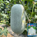 Baoqi Taro-Scented Winter Melon, 50 Seeds