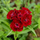Red Sweet William Seeds, 500 Seeds