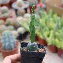 Opuntia debreczyi 'Little Clay Figure', 4-6cm
