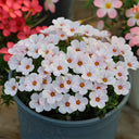 Oxalis 'Ice Wolf', 1 Bulb