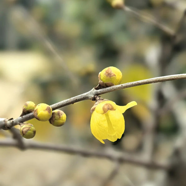 Large Flower Pure Yellow Wintersweet, 20 Seeds