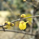 Large Flower Pure Yellow Wintersweet, 20 Seeds
