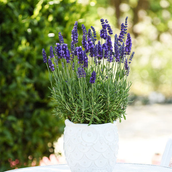 Narrowleaf Lavender, 200 Seeds