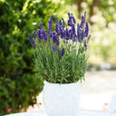 Narrowleaf Lavender, 200 Seeds