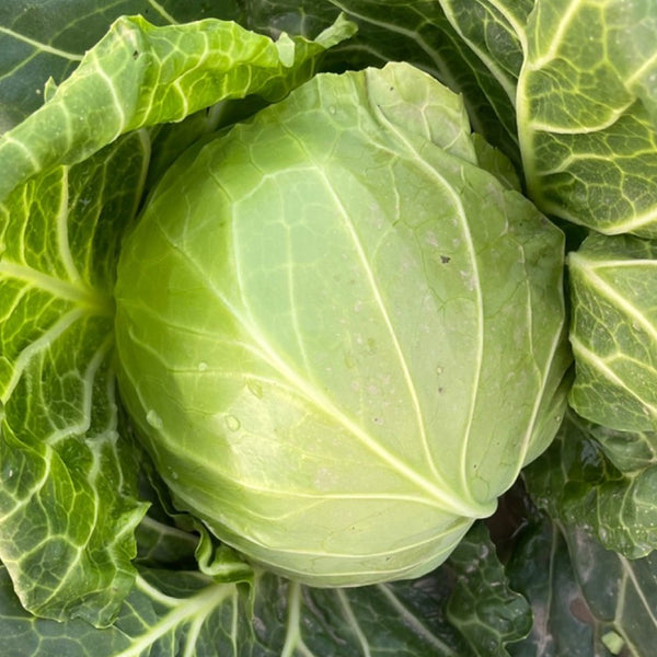 Cuixiaoluo Round Cabbage Seeds, 2g