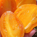 1110 Honey Passion F6 Tomato, 5 Seeds
