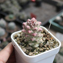 Monadenium ritchiei var. nyambense 'Variegata', 4-5cm