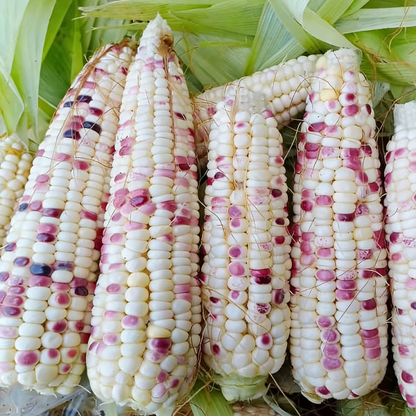 'Caitiannuo No. 6' Waxy Corn Seeds