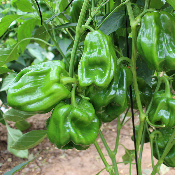Wrinkled Spicy Pepper No.1 Seeds, 30 Seeds