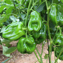 Wrinkled Spicy Pepper No.1 Seeds, 30 Seeds