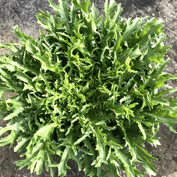 Curly Endive Seeds, 5g
