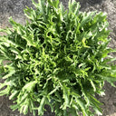 Curly Endive Seeds, 5g