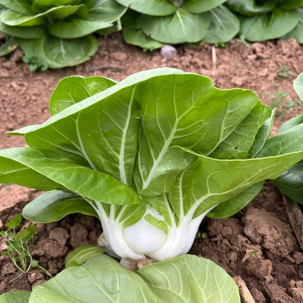 'Hefeng' Dwarf Bok Choy Seeds, 10g