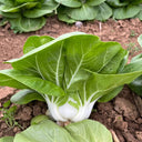'Hefeng' Dwarf Bok Choy Seeds, 10g