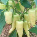 Specialty White Chili Pepper, 10 Seeds