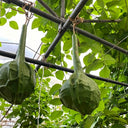 Crane Head Gourd, 15 Seeds