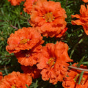 Hezhichun Coral Red Moss-Rose Purslane Seeds, 1g