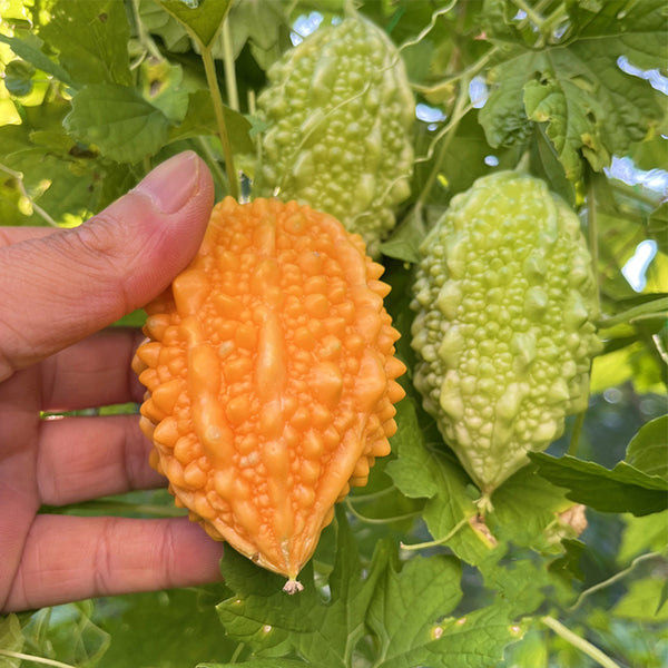 Small Spiny Bitter Melon Seeds, 10 Seeds