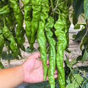 Qinglong Spiral Pepper Seeds, 100g