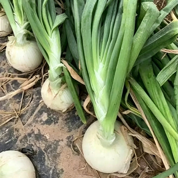 White Bulb Onion Seeds, 10 Grams = 2500~ 3000 Seeds