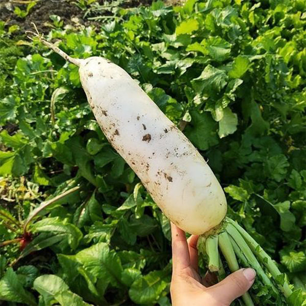 Summer-Autumn White Jade Radish Seeds, 5g