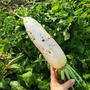 Summer-Autumn White Jade Radish Seeds, 5g