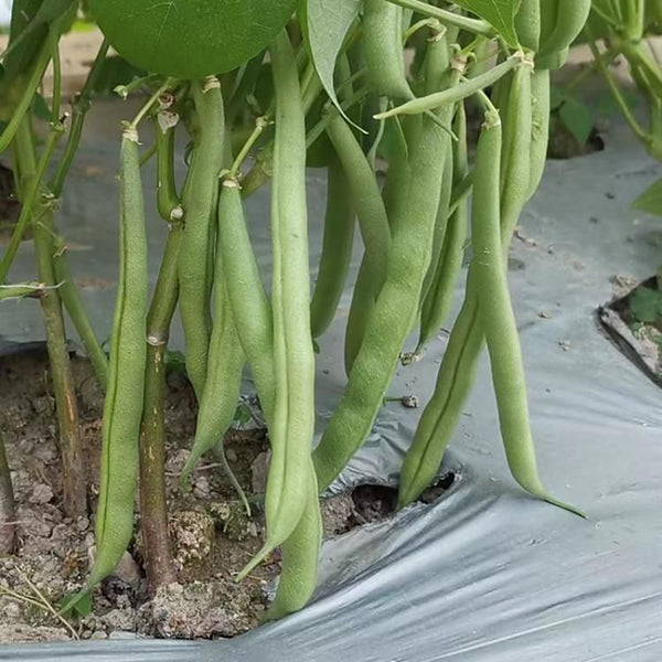 'Jiemei No. 8' Bush Bean, 40g