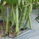 'Jiemei No. 8' Bush Bean, 40g